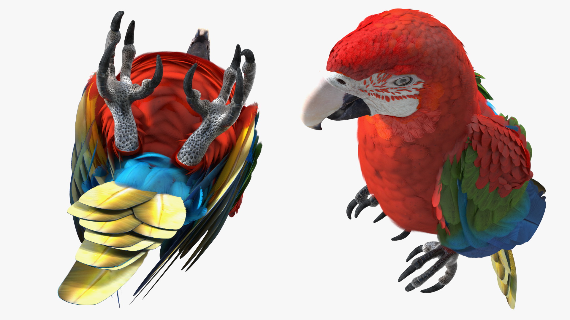 Red and Green Macaw Parrot Sitting Pose 3D model