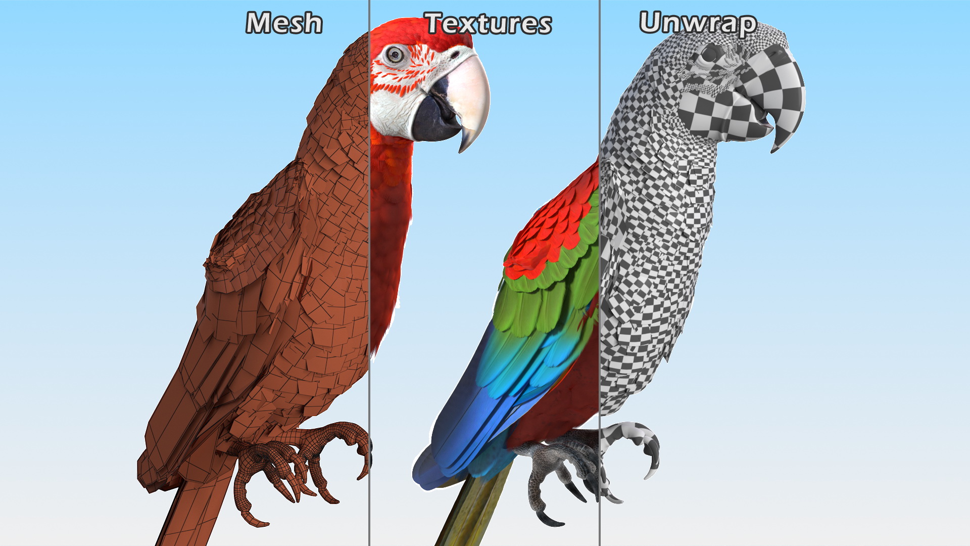 Red and Green Macaw Parrot Sitting Pose 3D model