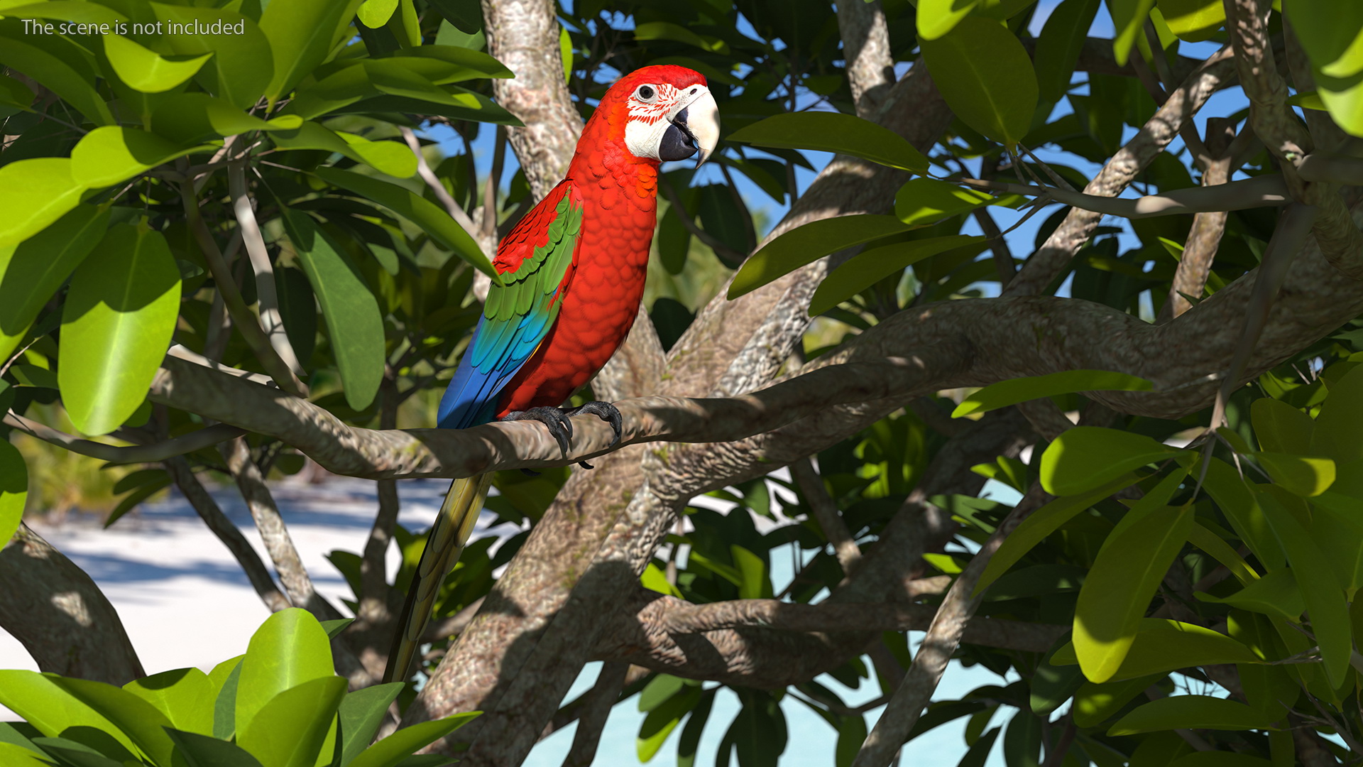 Red and Green Macaw Parrot Sitting Pose 3D model