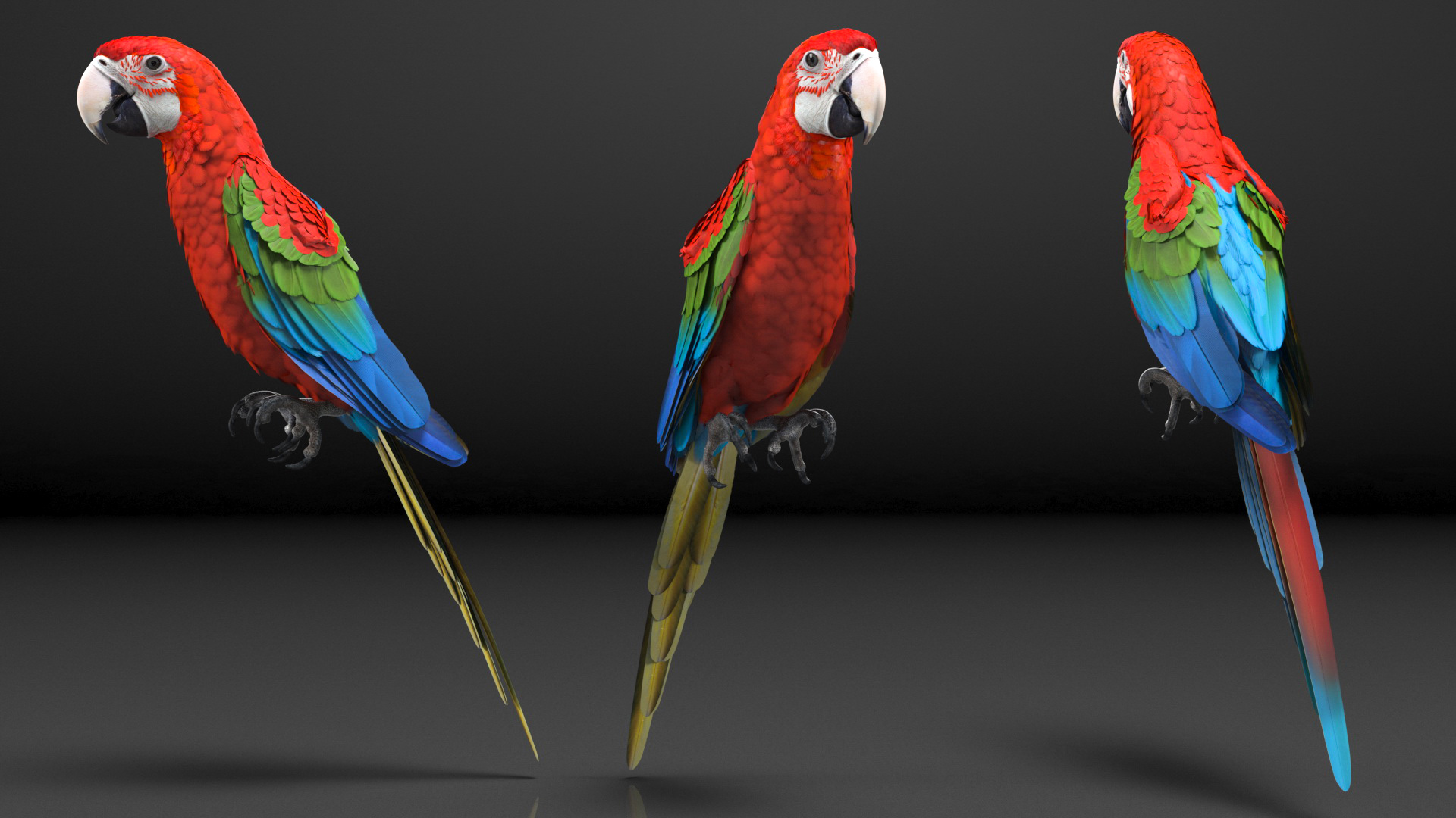 Red and Green Macaw Parrot Sitting Pose 3D model