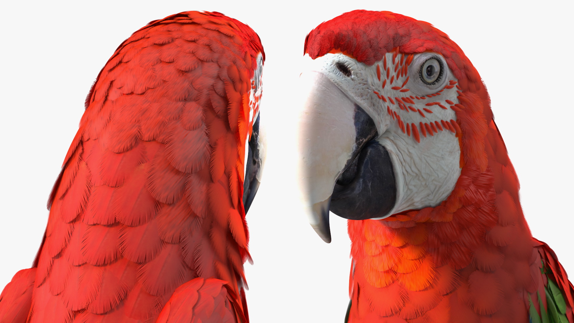 Red and Green Macaw Parrot Sitting Pose 3D model