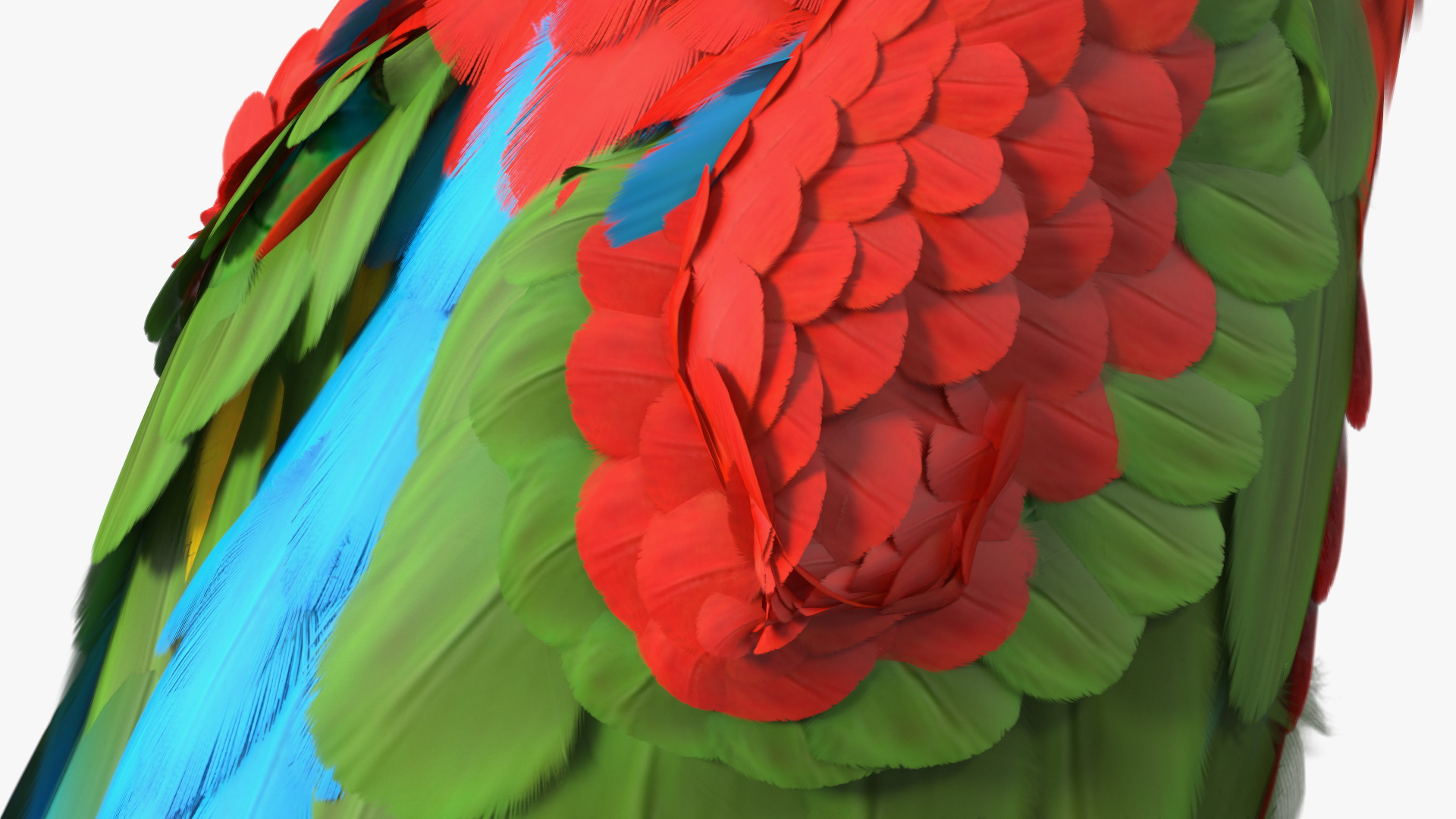 Red and Green Macaw Parrot Sitting Pose 3D model