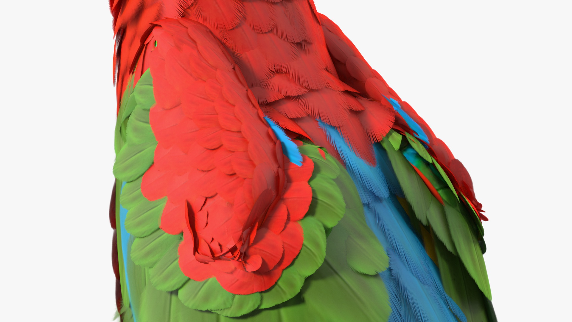 Red and Green Macaw Parrot Sitting Pose 3D model