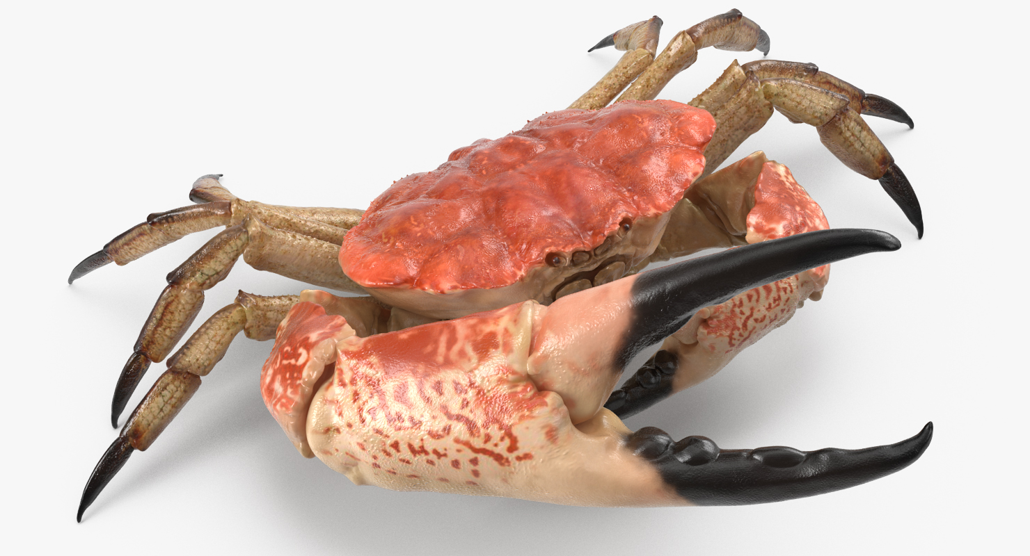 3D model Queen Crab