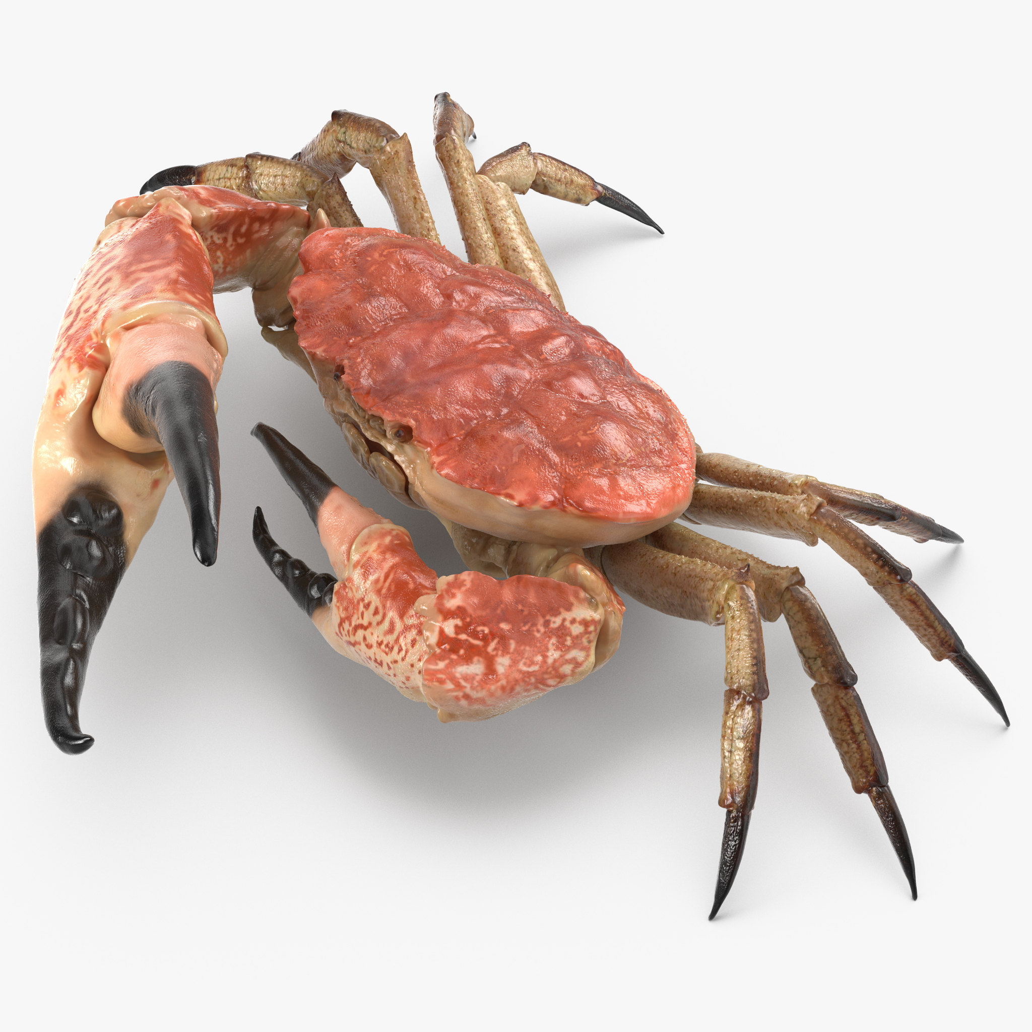 Queen Crab, view 7