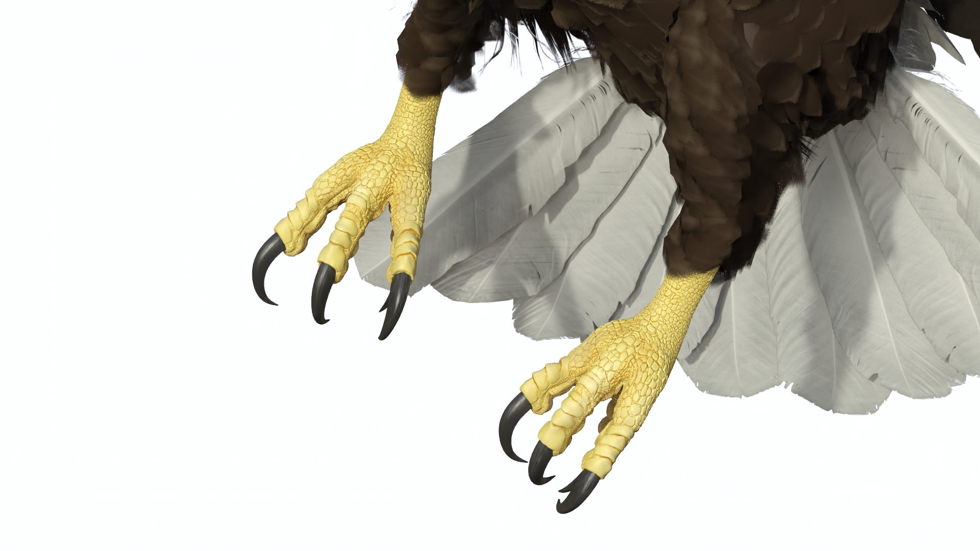 Flying Bald Eagle 3D