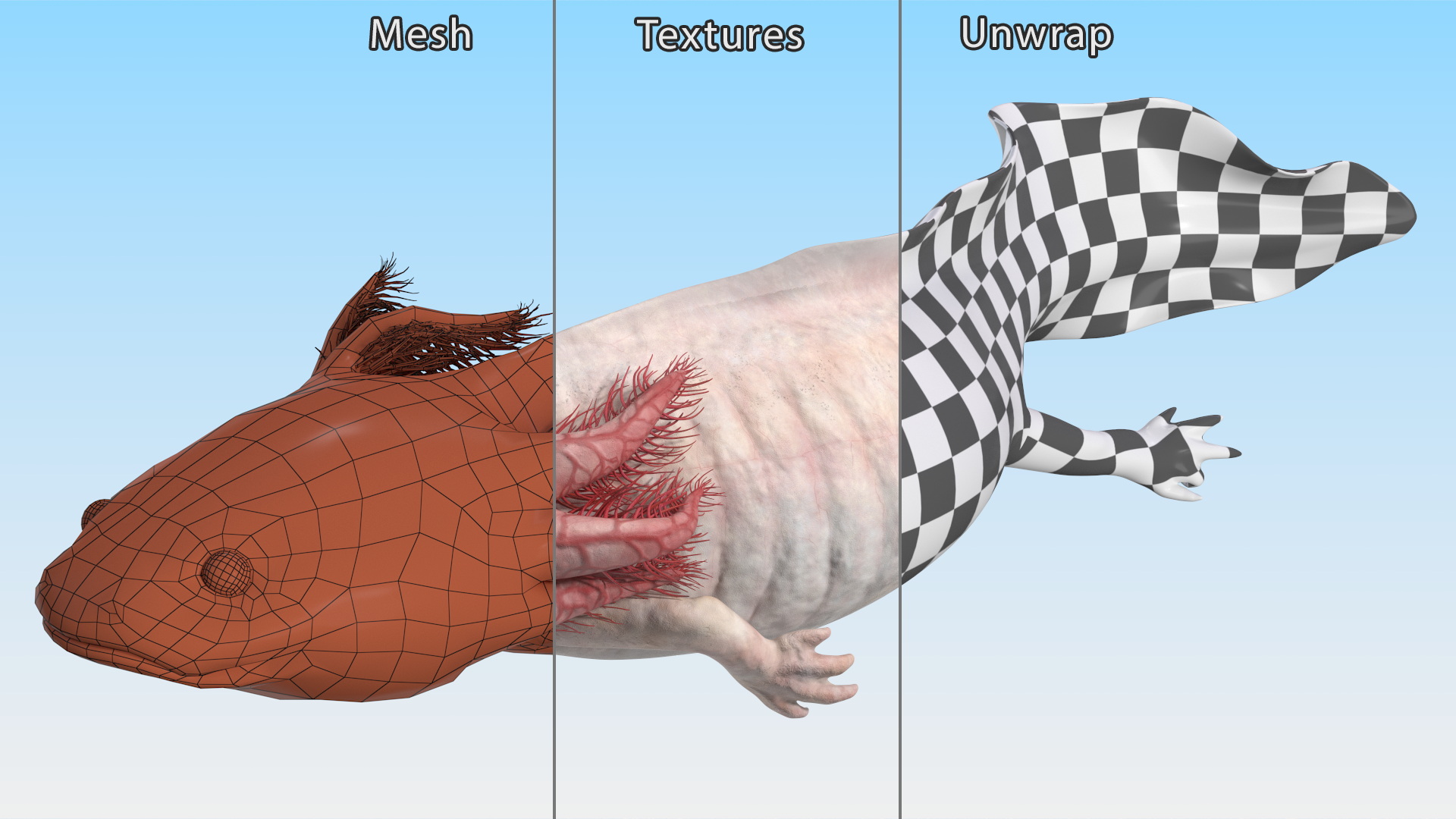 Pink Albino Axolotl 3D model
