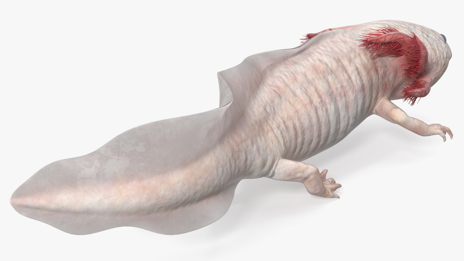 Pink Albino Axolotl 3D model