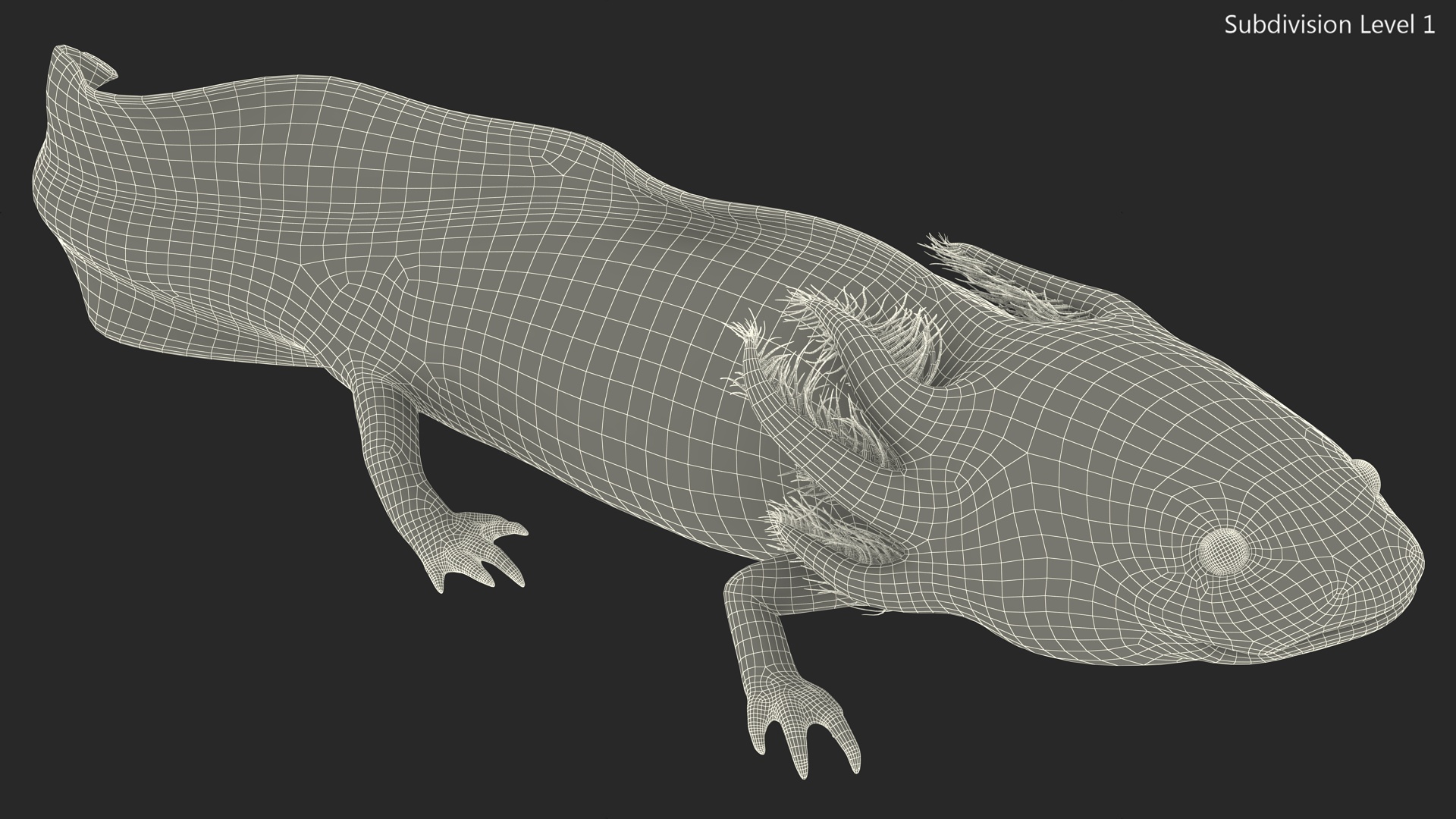Pink Albino Axolotl 3D model