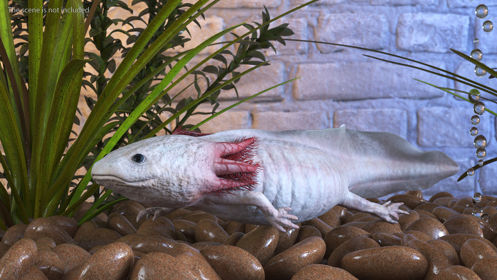 Pink Albino Axolotl 3D model