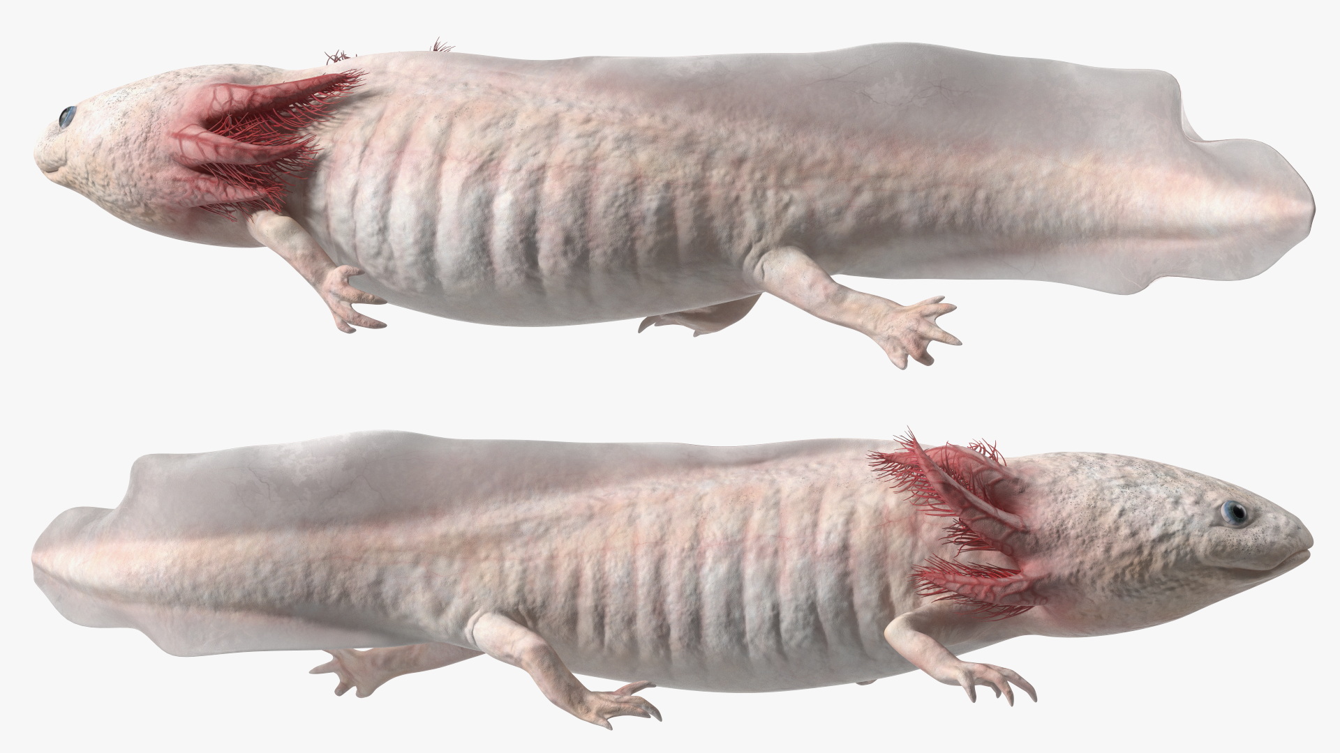 Pink Albino Axolotl 3D model