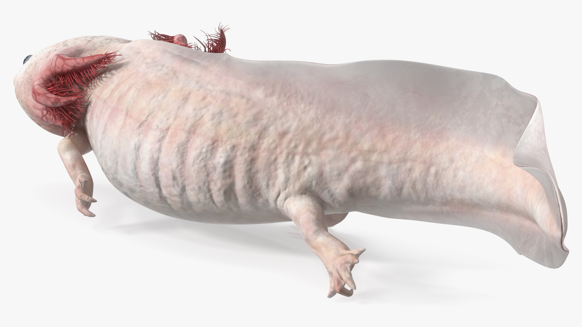 Pink Albino Axolotl 3D model