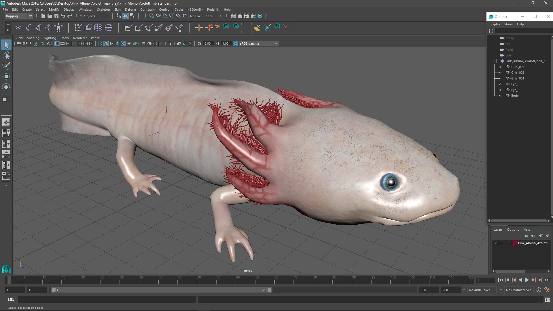 Pink Albino Axolotl 3D model