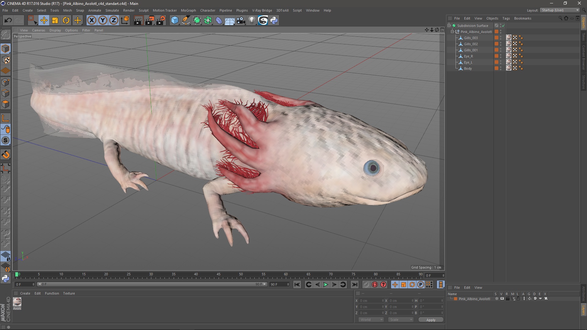 Pink Albino Axolotl 3D model