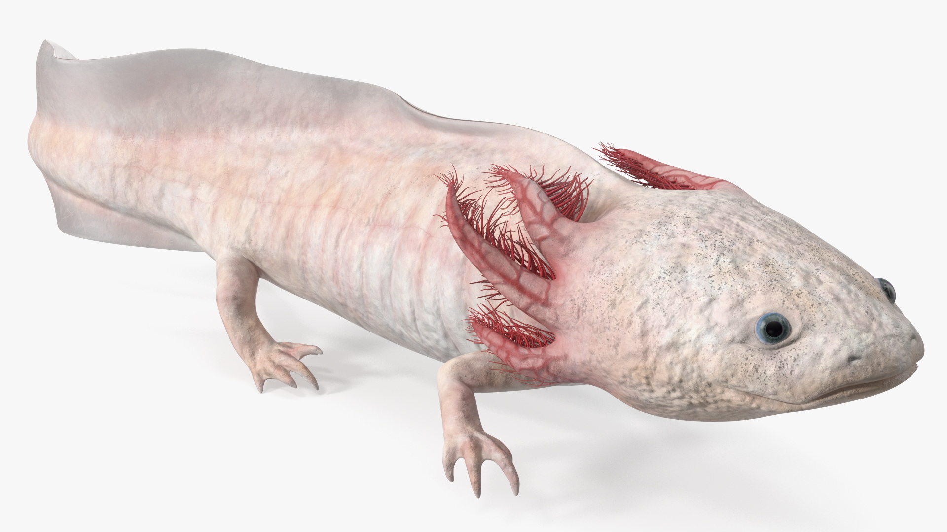 Pink Albino Axolotl 3D model