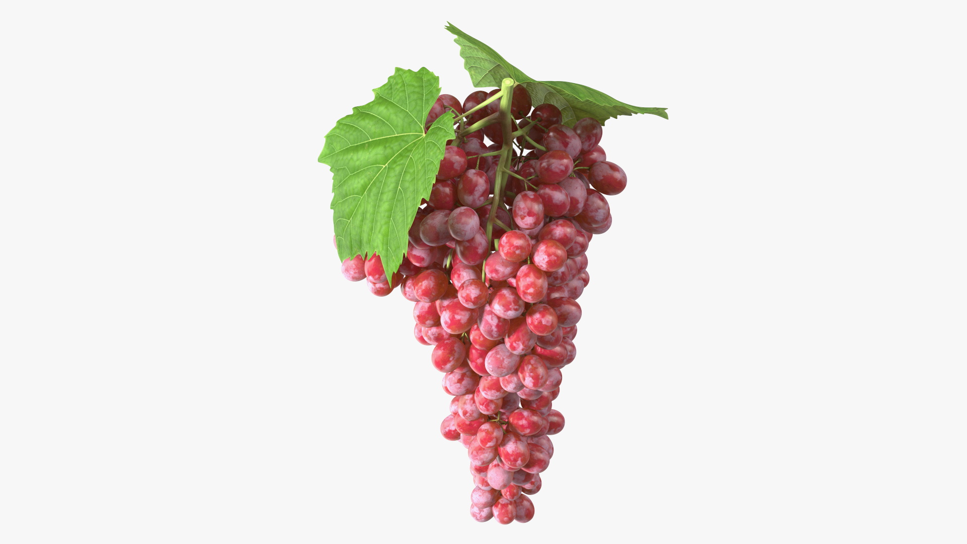 3D model Red Sultana Grape Cluster