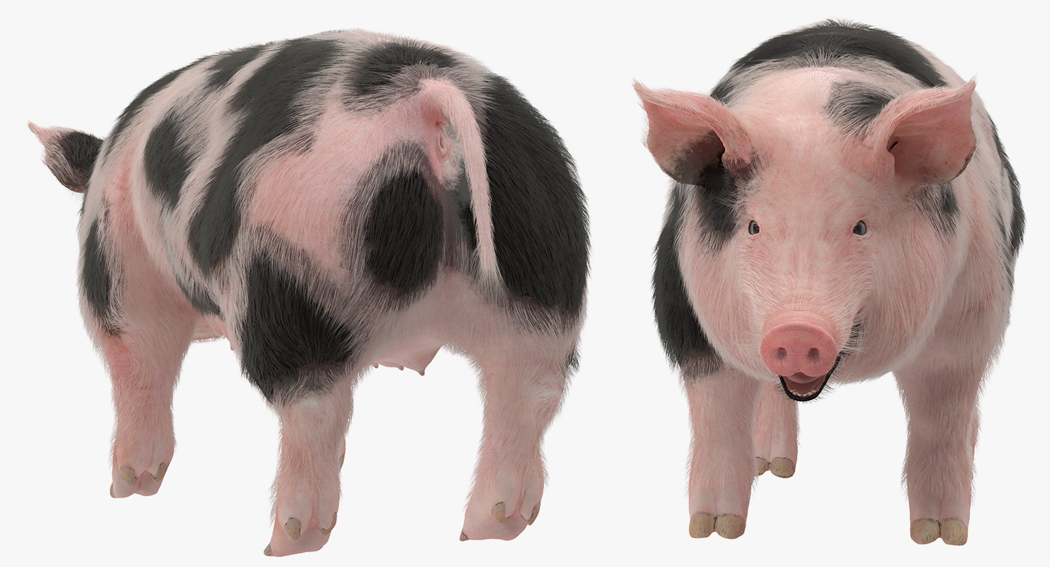 Pig Sow Peitrain Rigged with Fur 3D