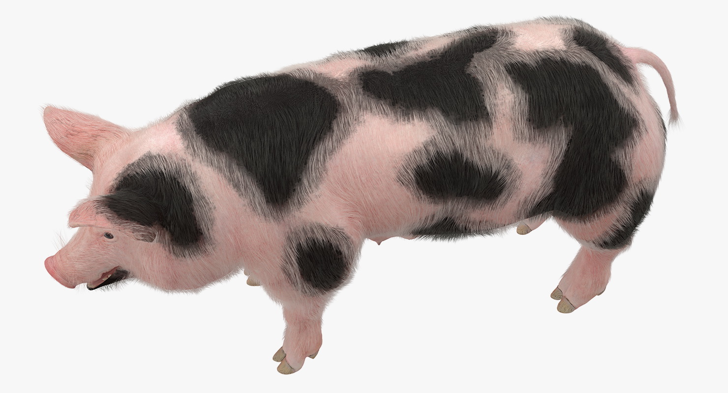 Pig Sow Peitrain Rigged with Fur 3D