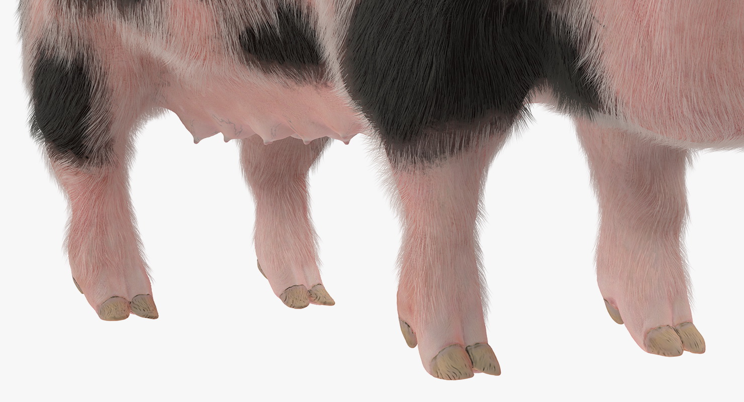 Pig Sow Peitrain Rigged with Fur 3D