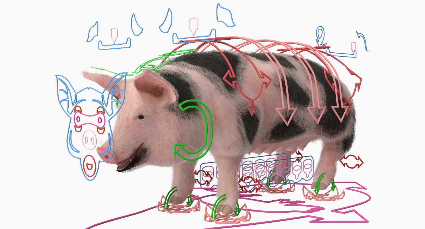 Pig Sow Peitrain Rigged with Fur 3D