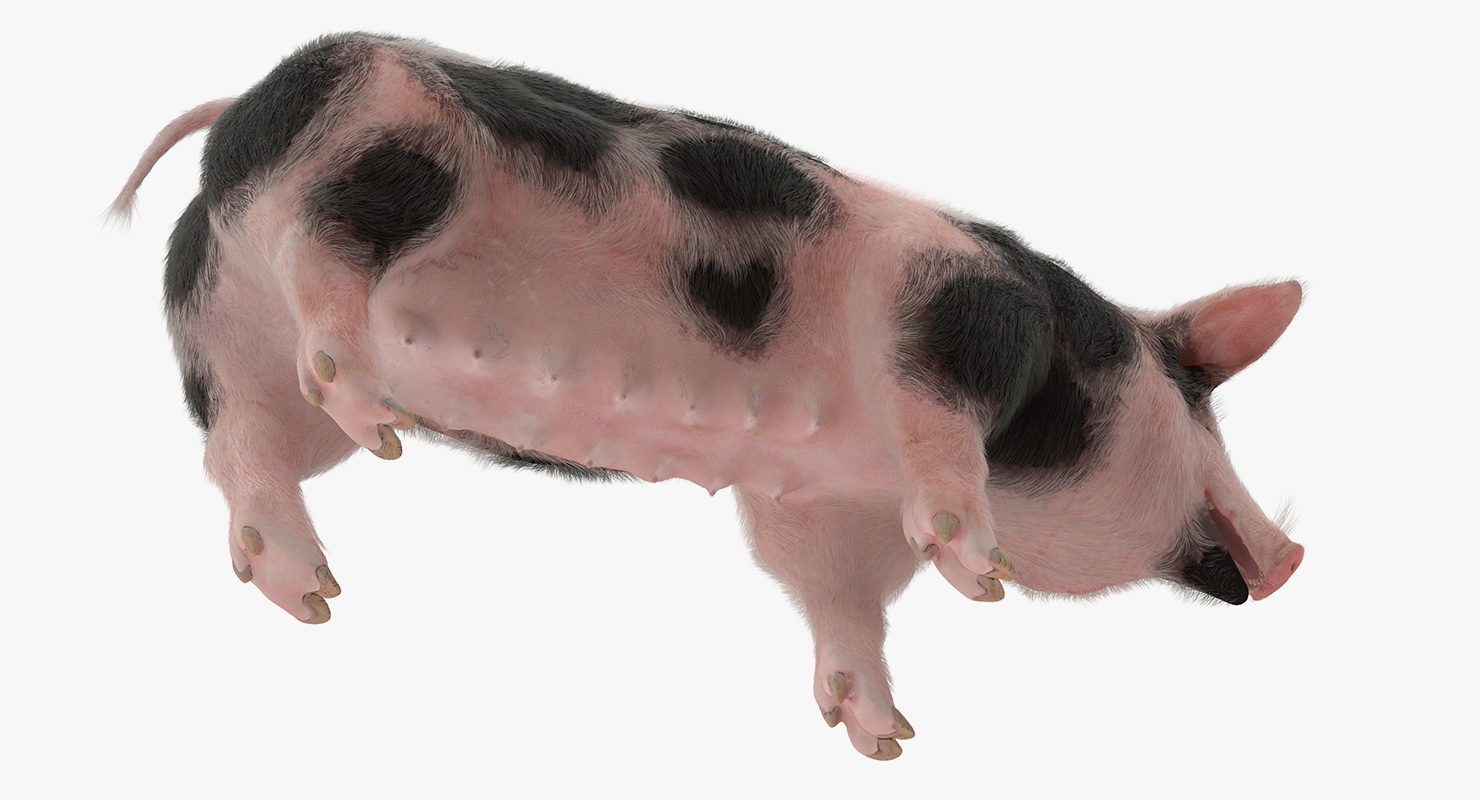 Pig Sow Peitrain Rigged with Fur 3D