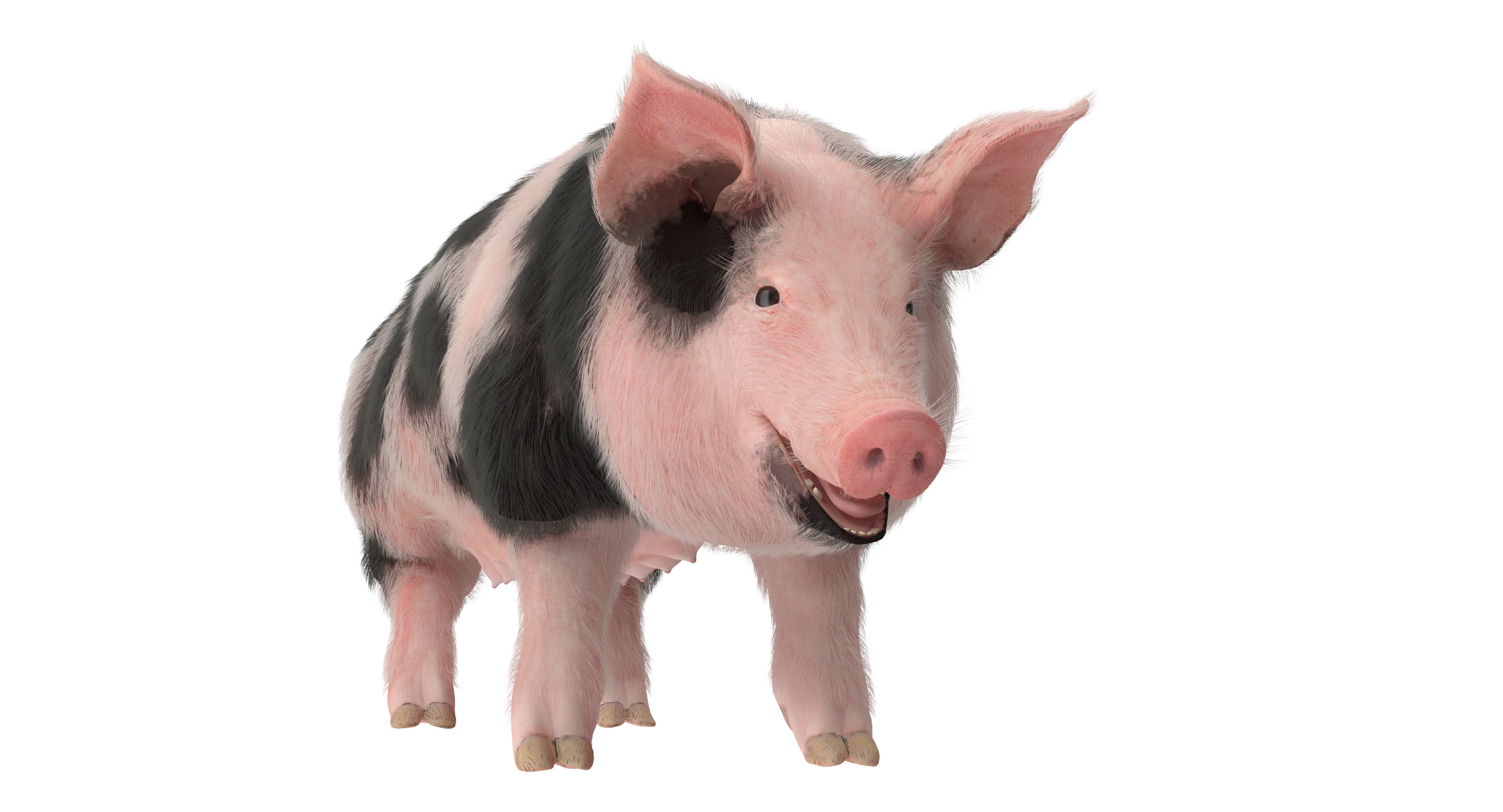 Pig Sow Peitrain Rigged with Fur 3D