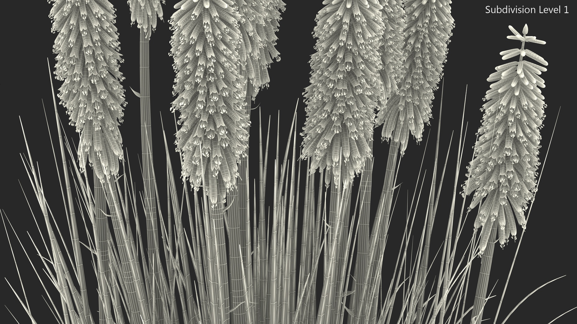 3D Kniphofia Poco Yellow