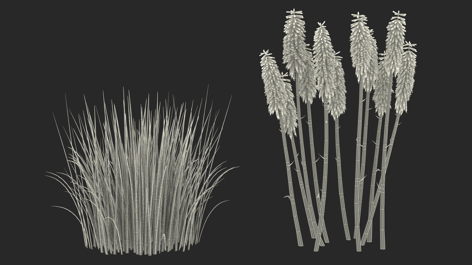 3D Kniphofia Poco Yellow