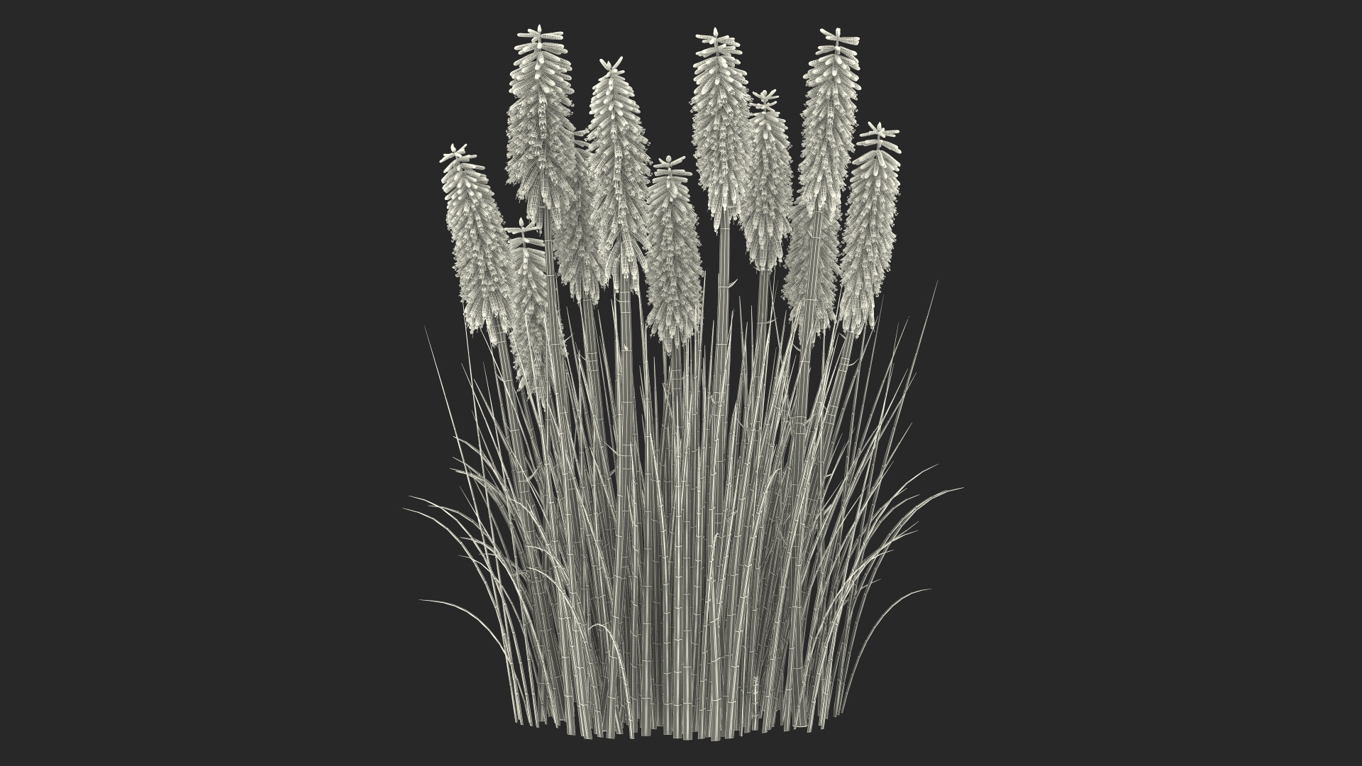 3D Kniphofia Poco Yellow