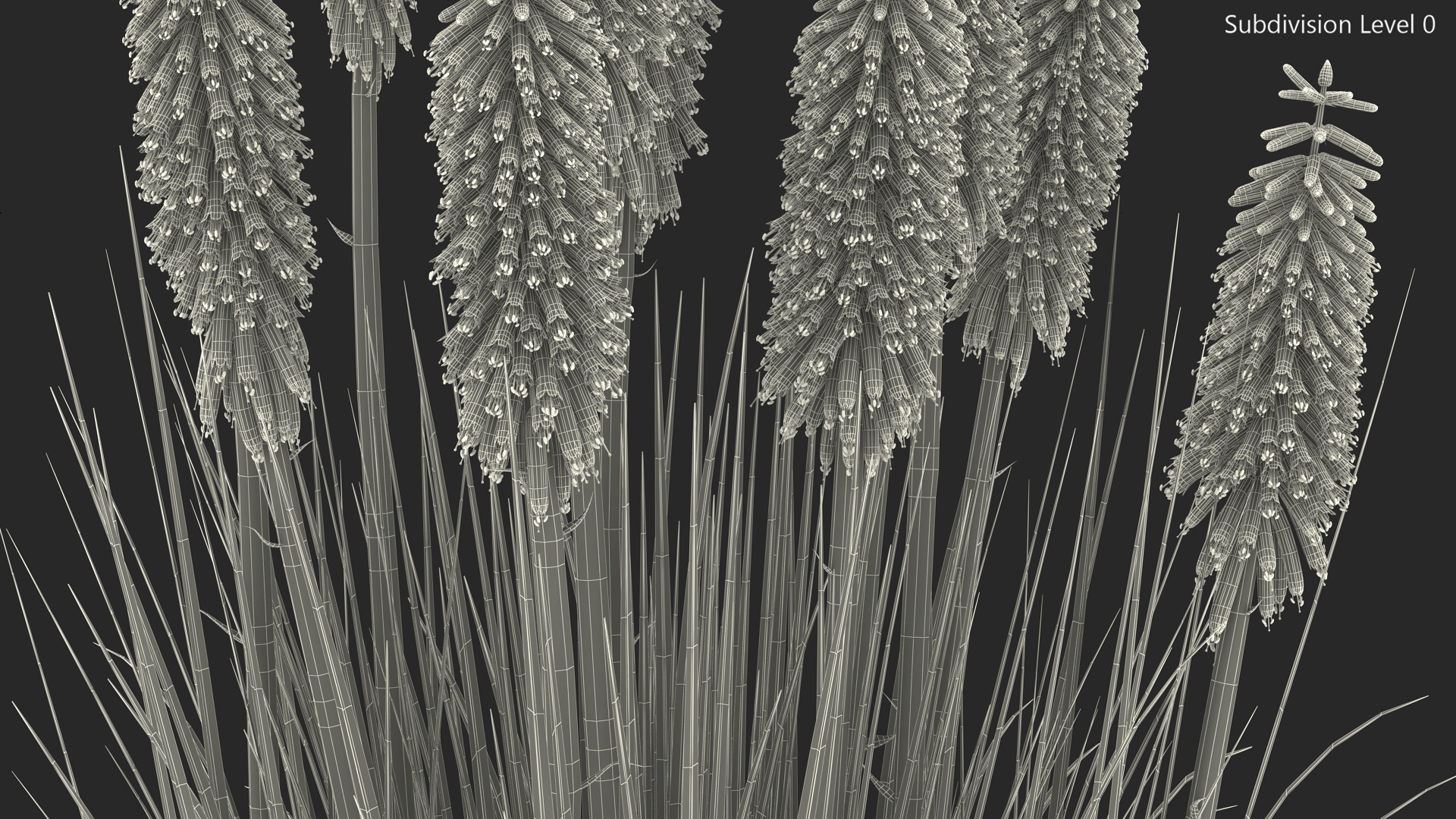 3D Kniphofia Poco Yellow