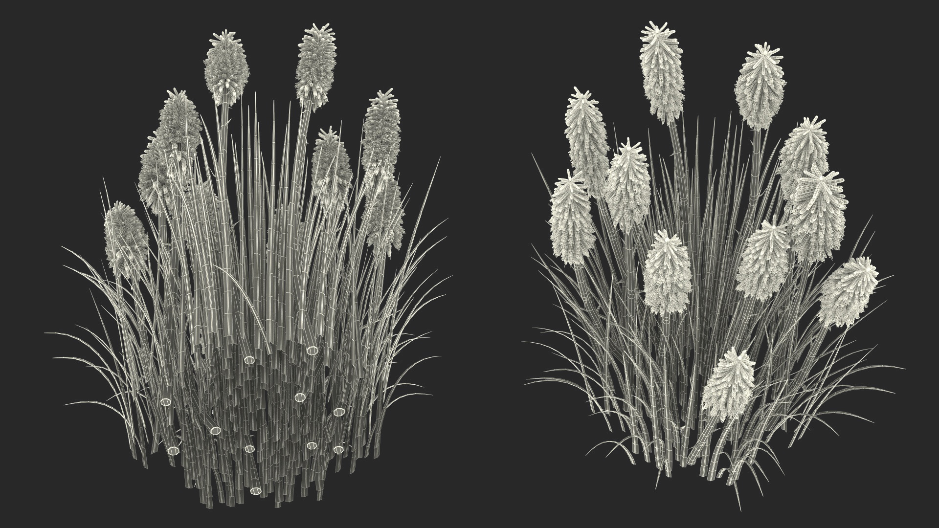 3D Kniphofia Poco Yellow