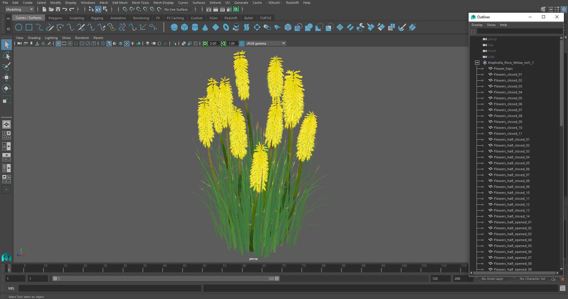 3D Kniphofia Poco Yellow