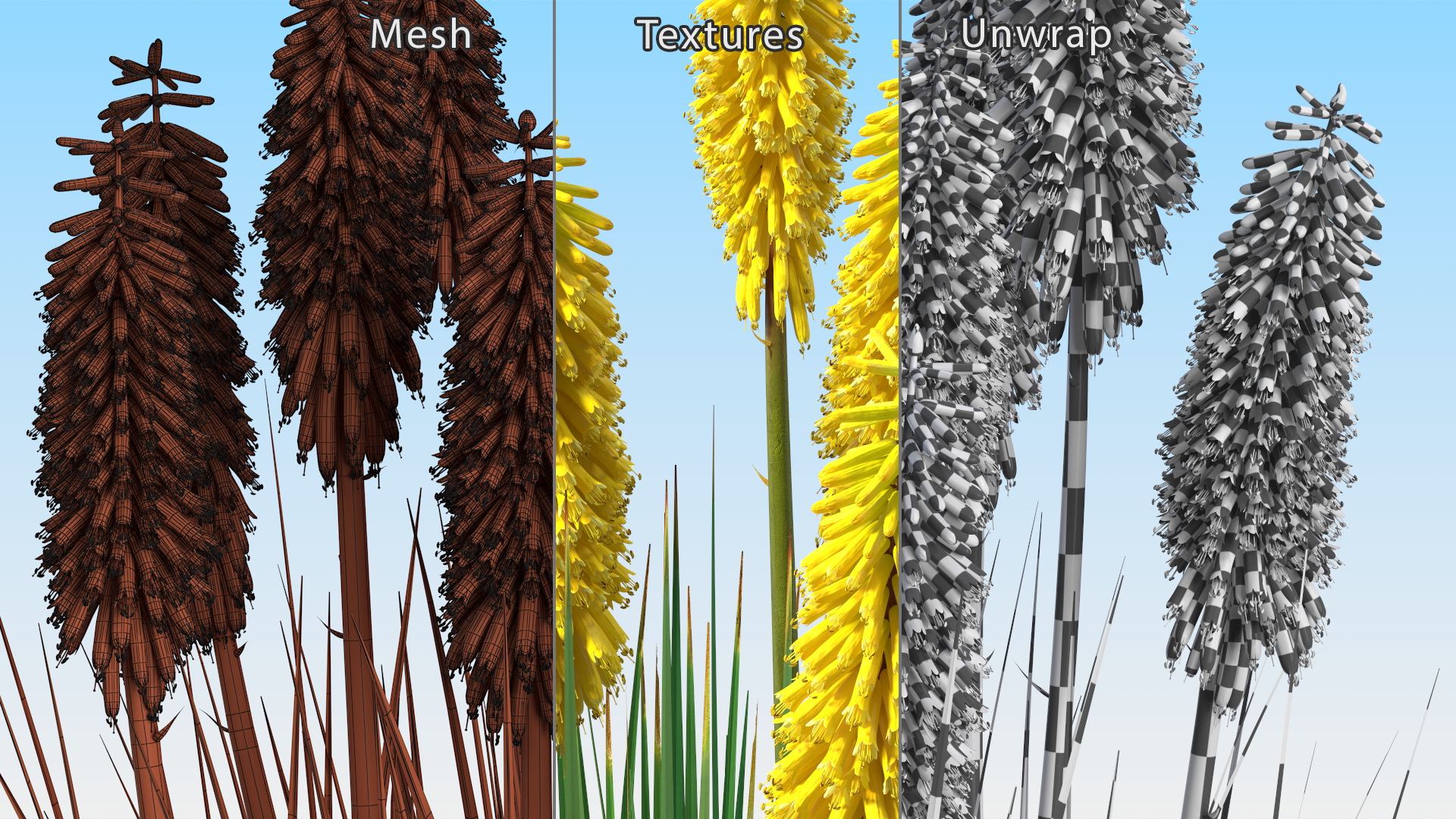 3D Kniphofia Poco Yellow