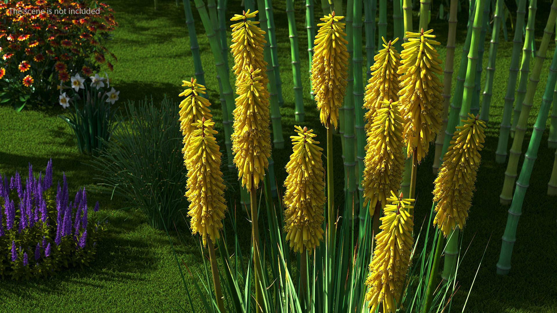 3D Kniphofia Poco Yellow