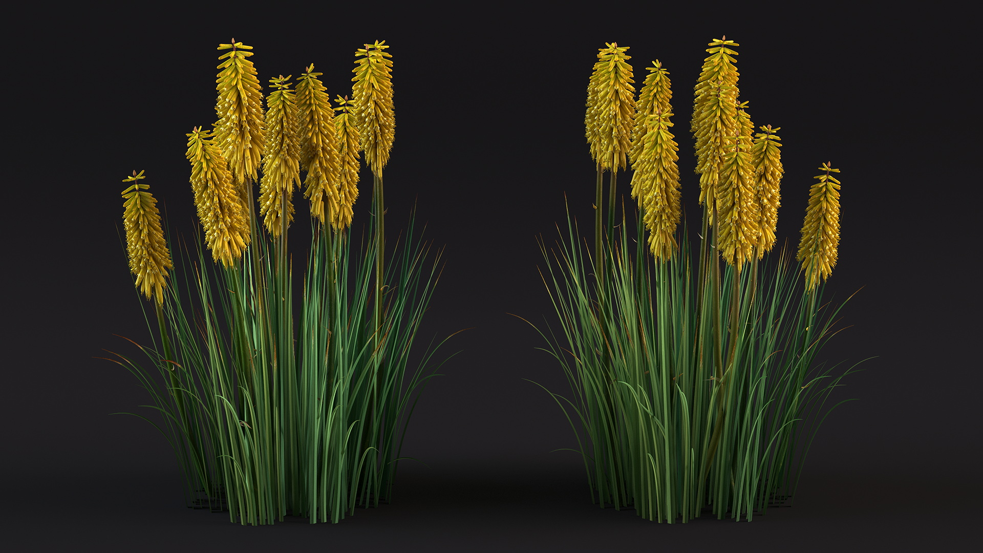 3D Kniphofia Poco Yellow