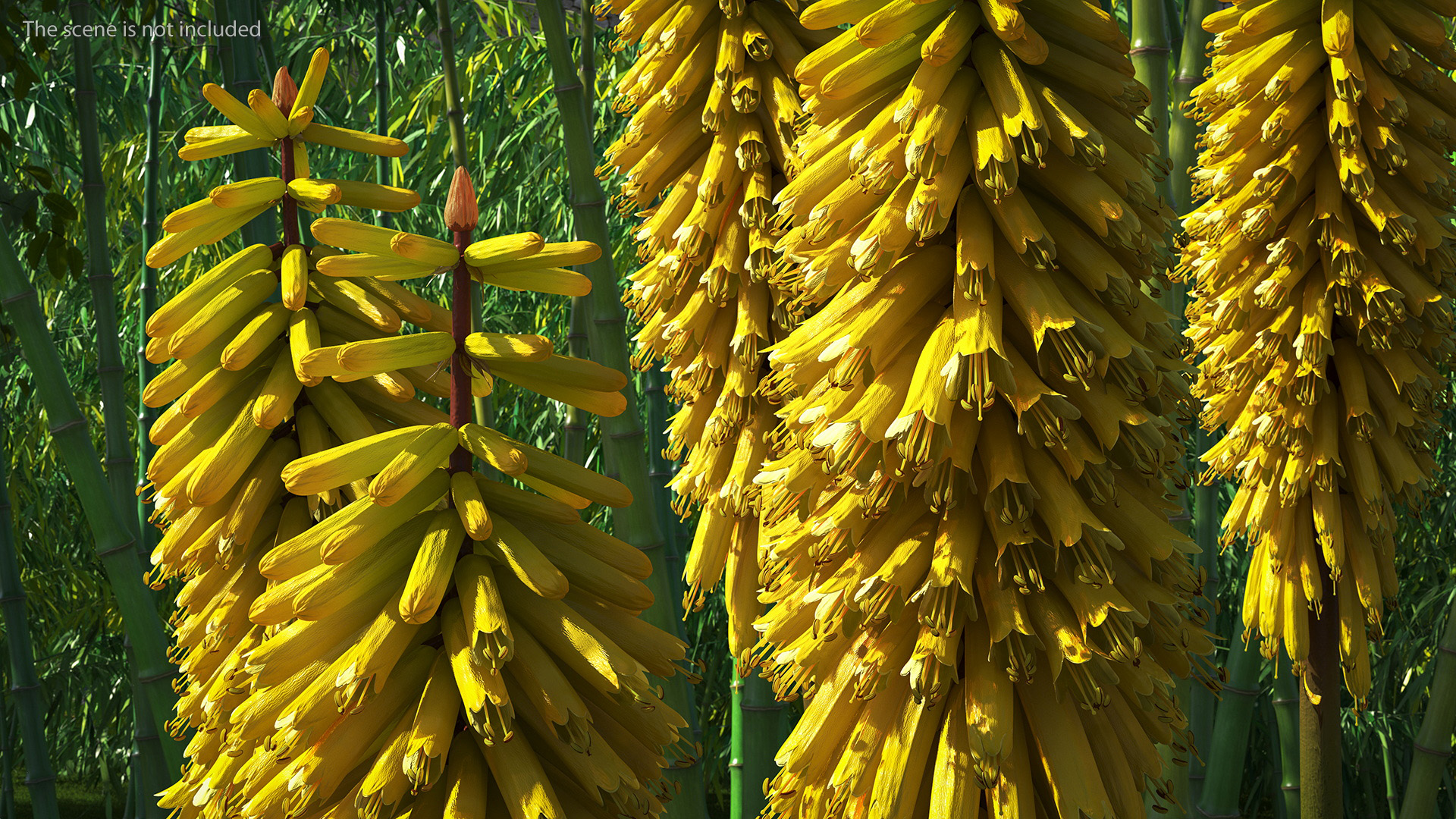3D Kniphofia Poco Yellow