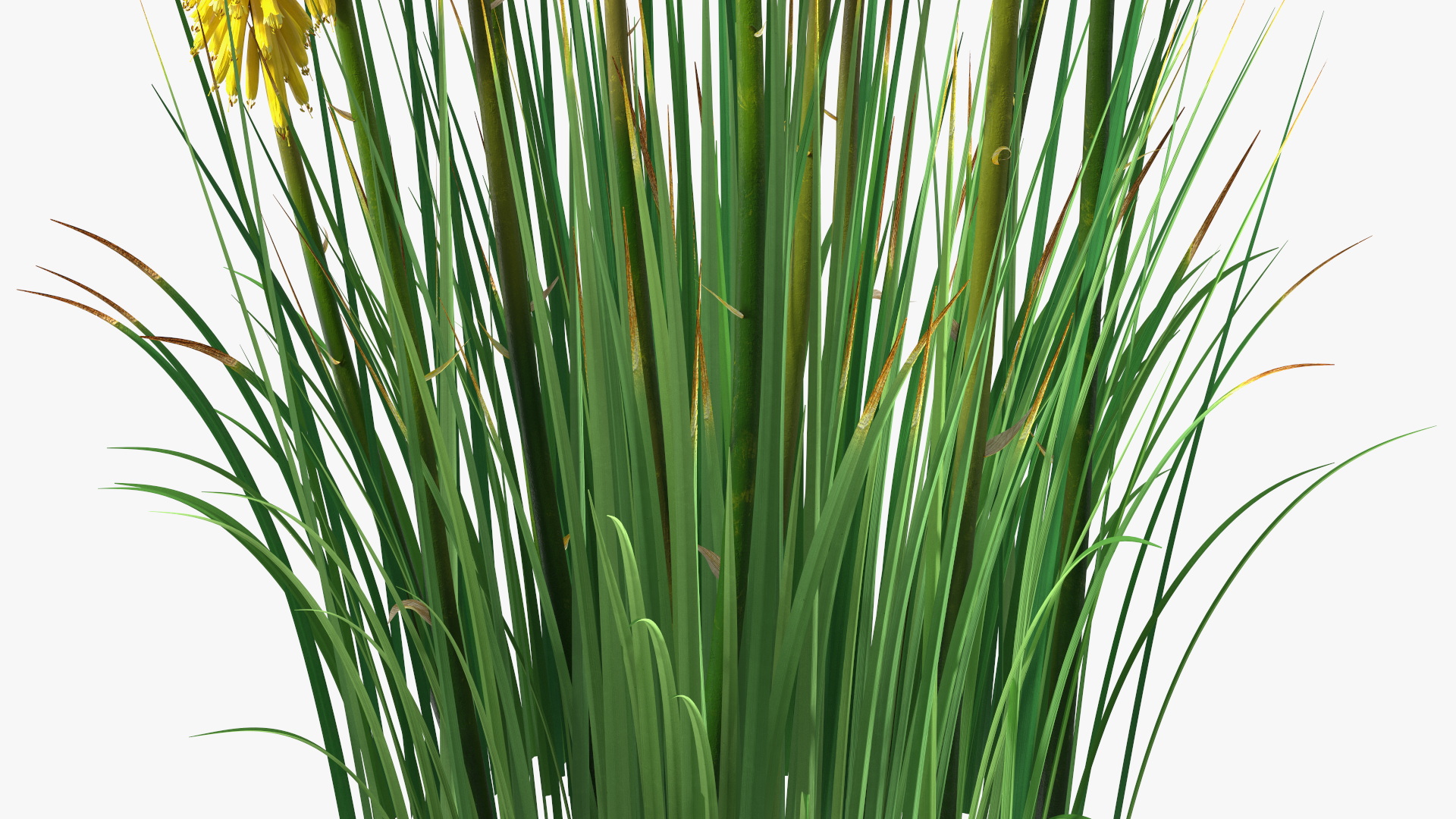 3D Kniphofia Poco Yellow
