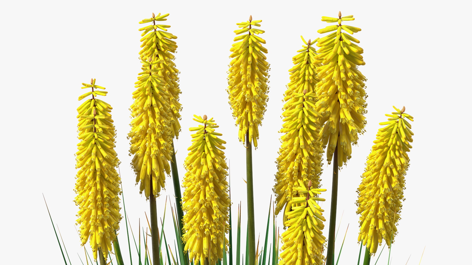 3D Kniphofia Poco Yellow