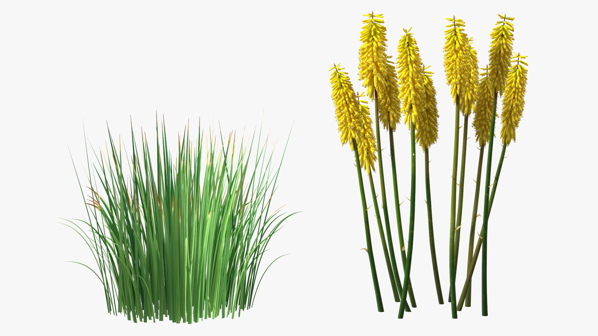3D Kniphofia Poco Yellow