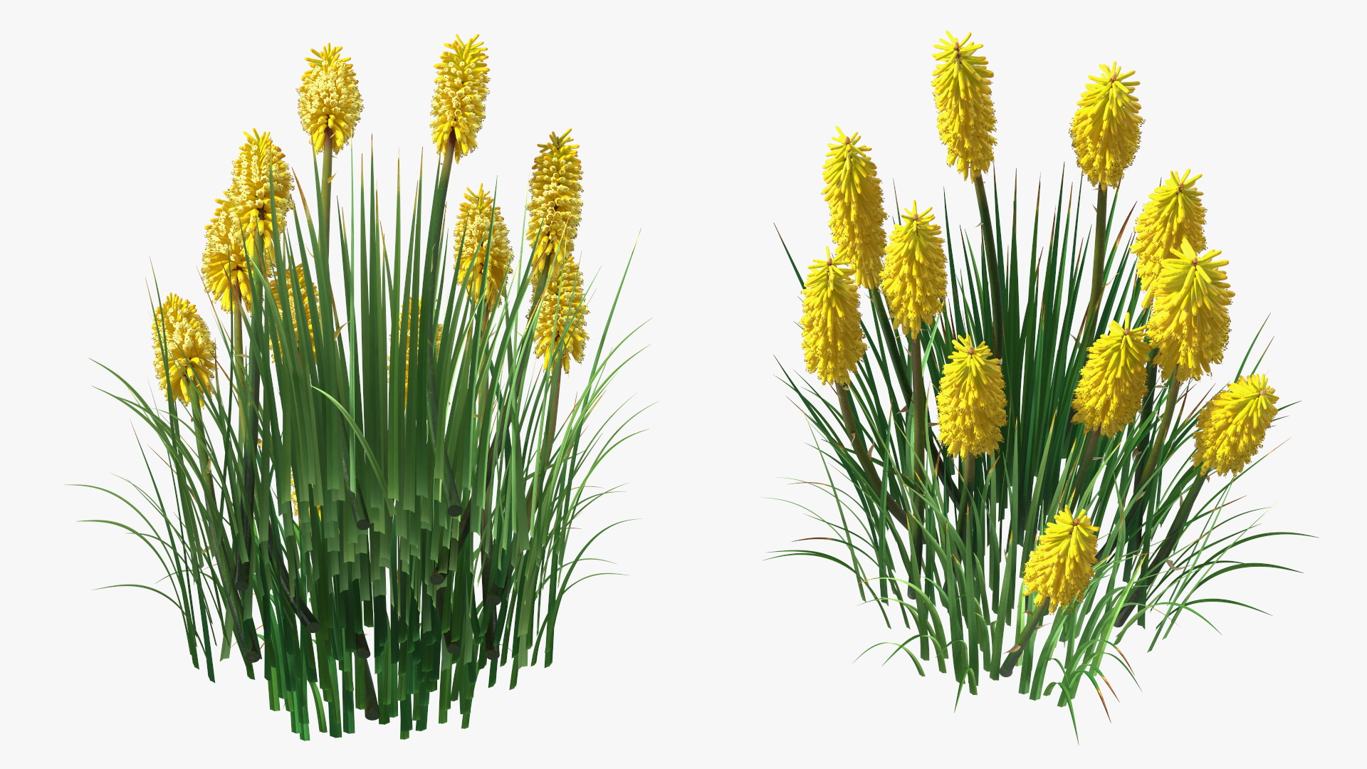 3D Kniphofia Poco Yellow