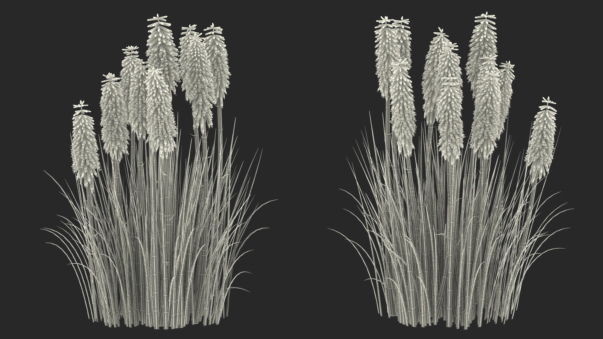 3D Kniphofia Poco Yellow