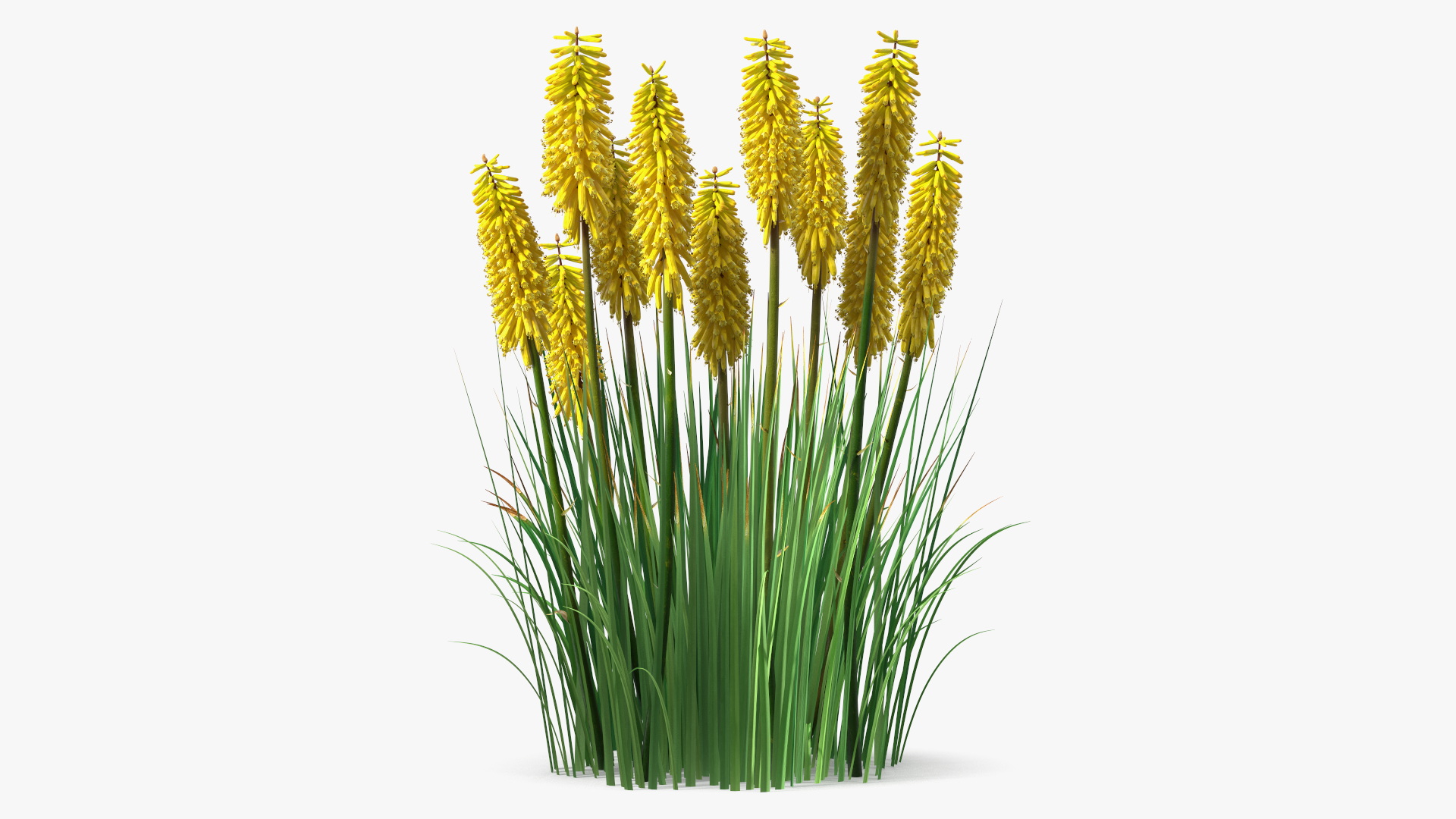 3D Kniphofia Poco Yellow
