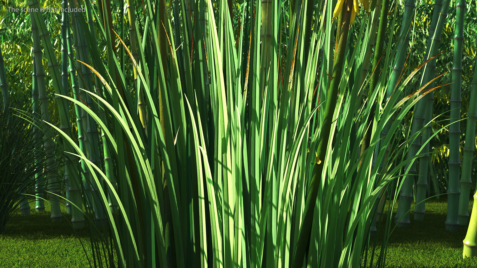 3D Kniphofia Poco Yellow
