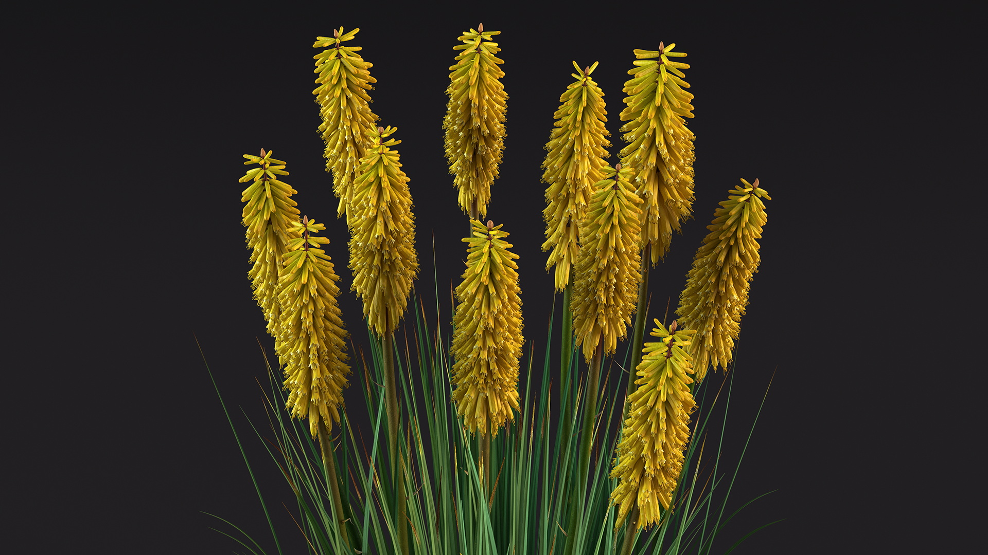 3D Kniphofia Poco Yellow