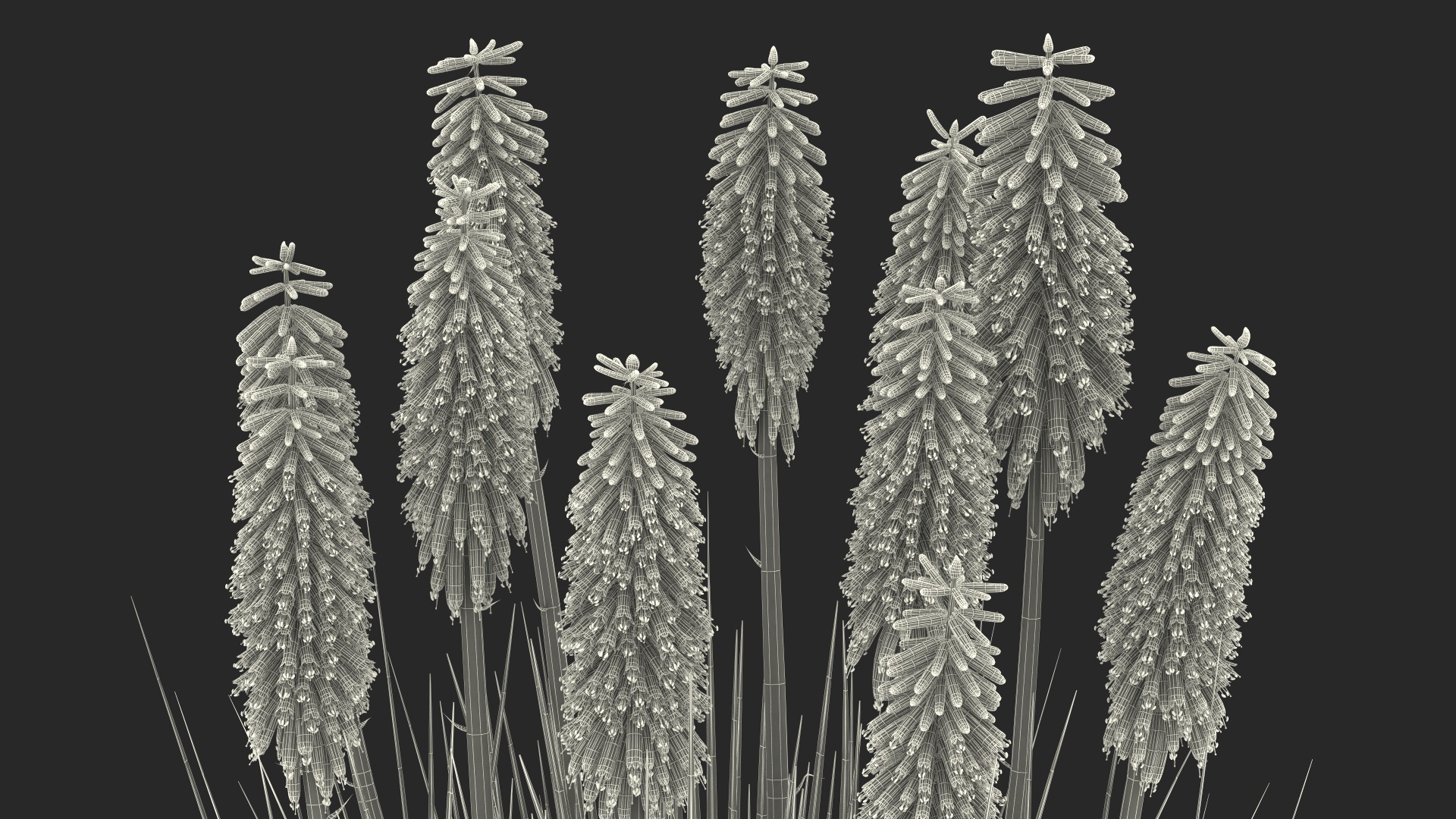 3D Kniphofia Poco Yellow