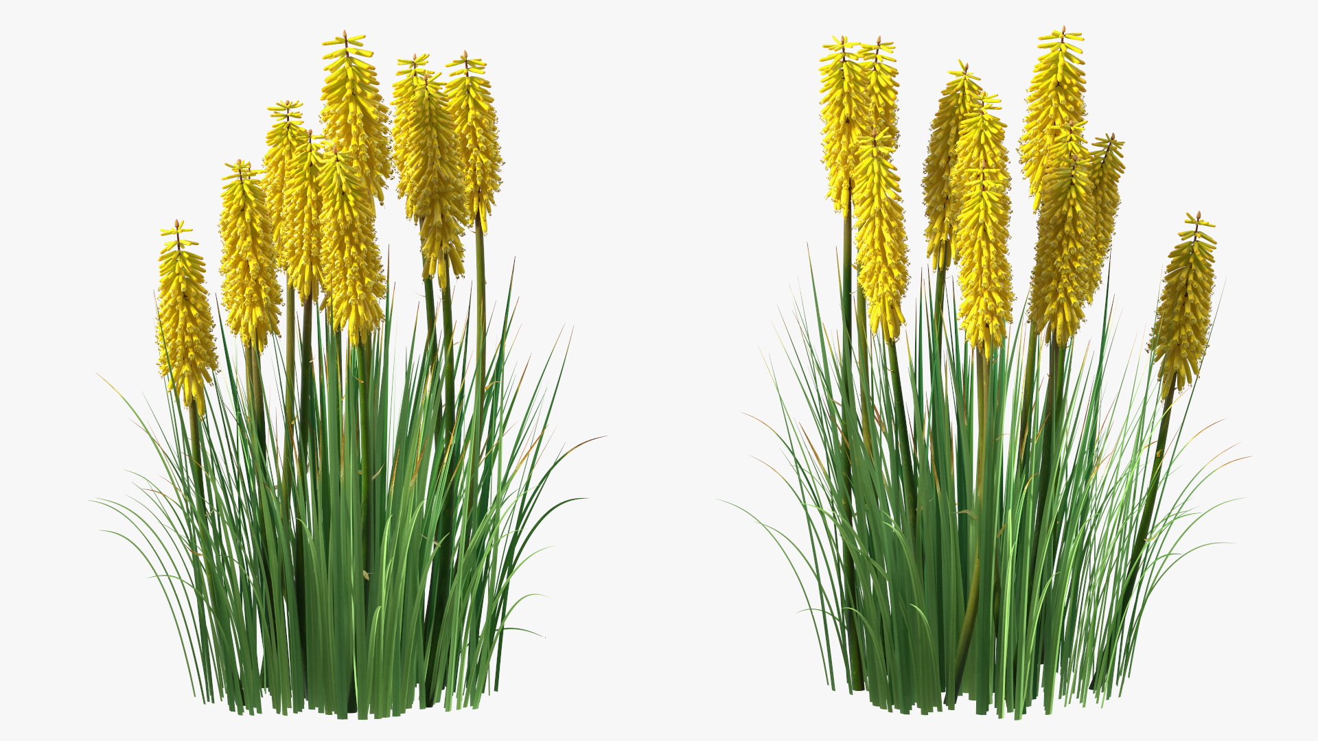 3D Kniphofia Poco Yellow