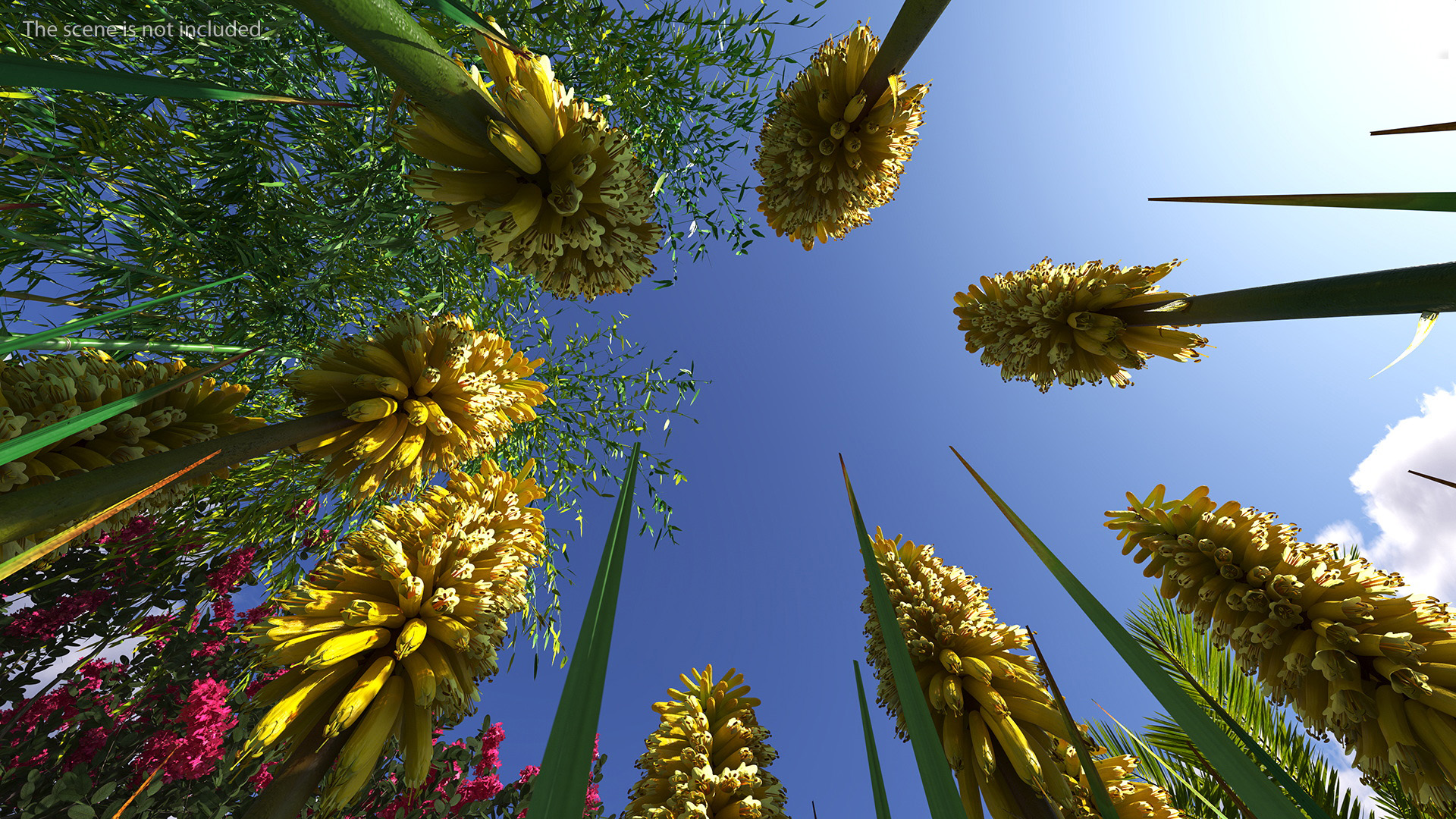 3D Kniphofia Poco Yellow