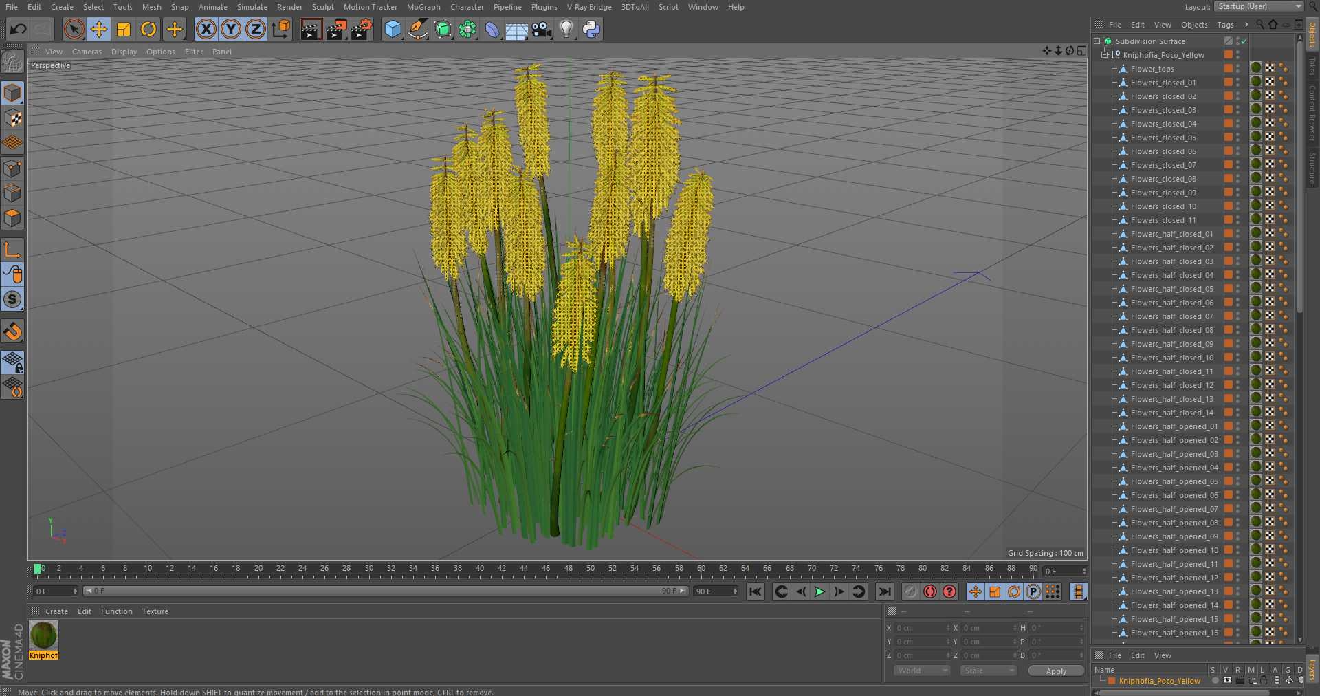 3D Kniphofia Poco Yellow