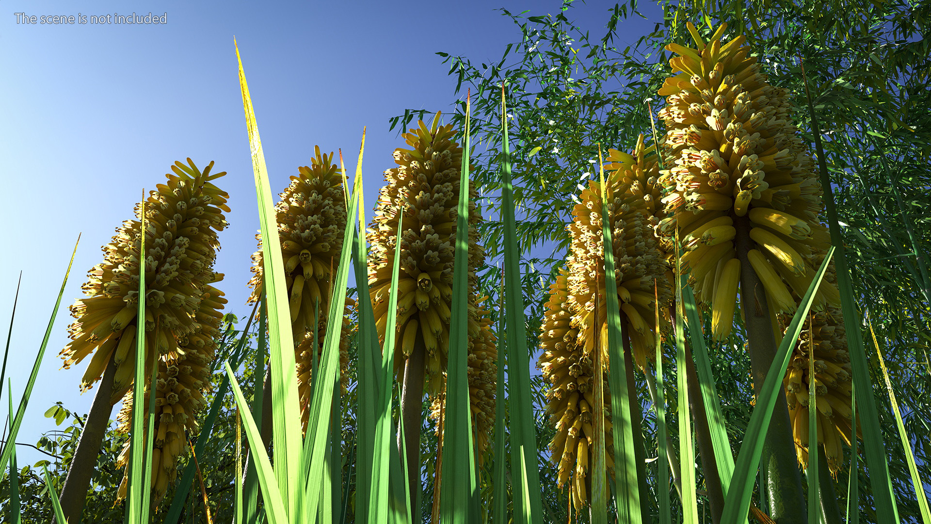 3D Kniphofia Poco Yellow