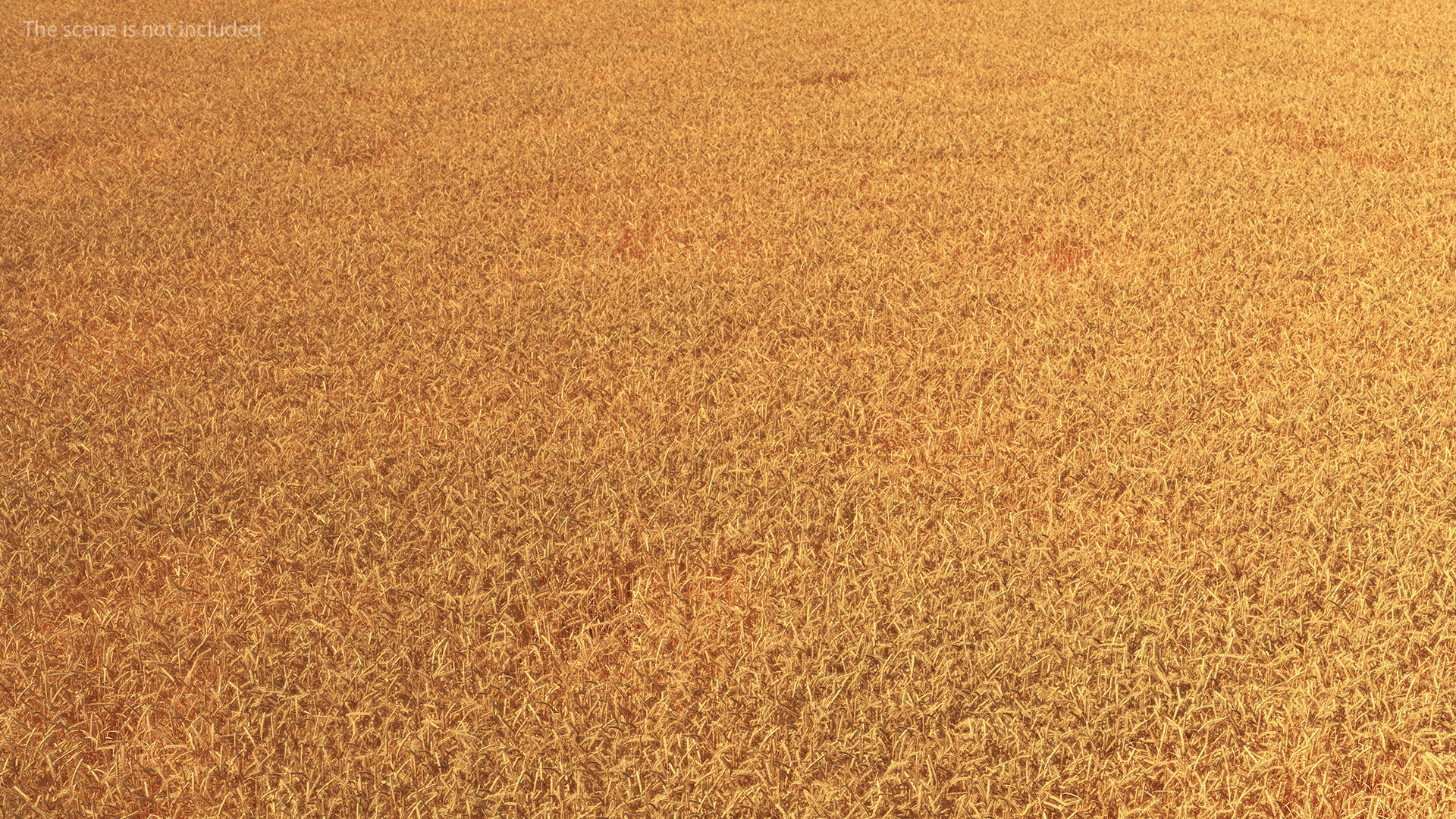 Section of Wheat Field 3D